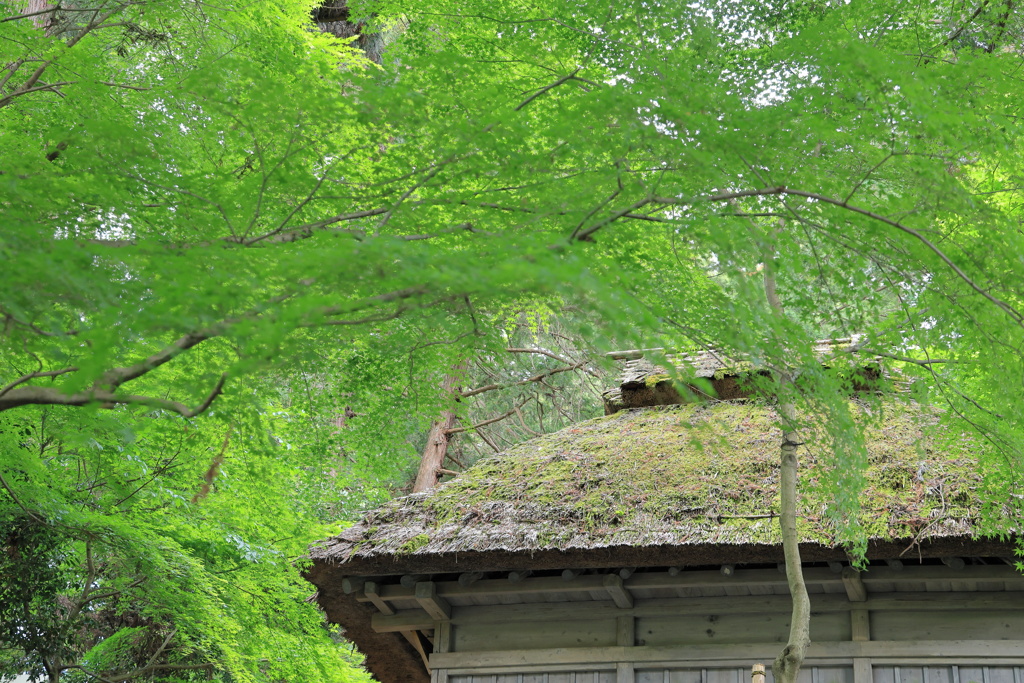茅葺屋根とアオモミジ