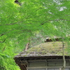 茅葺屋根とアオモミジ