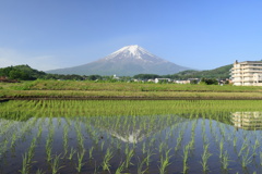 水田に写る逆さ富士