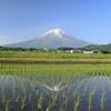 水田に写る逆さ富士
