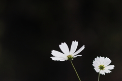 白い秋桜