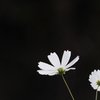 白い秋桜