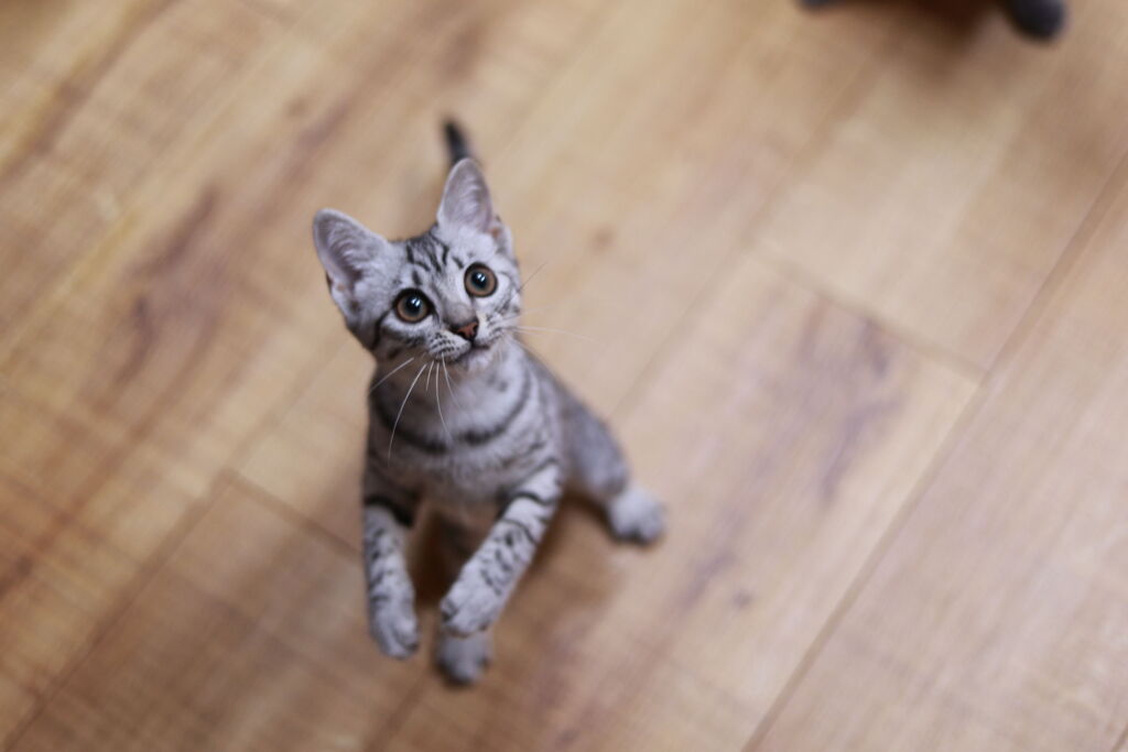 何だあれは？