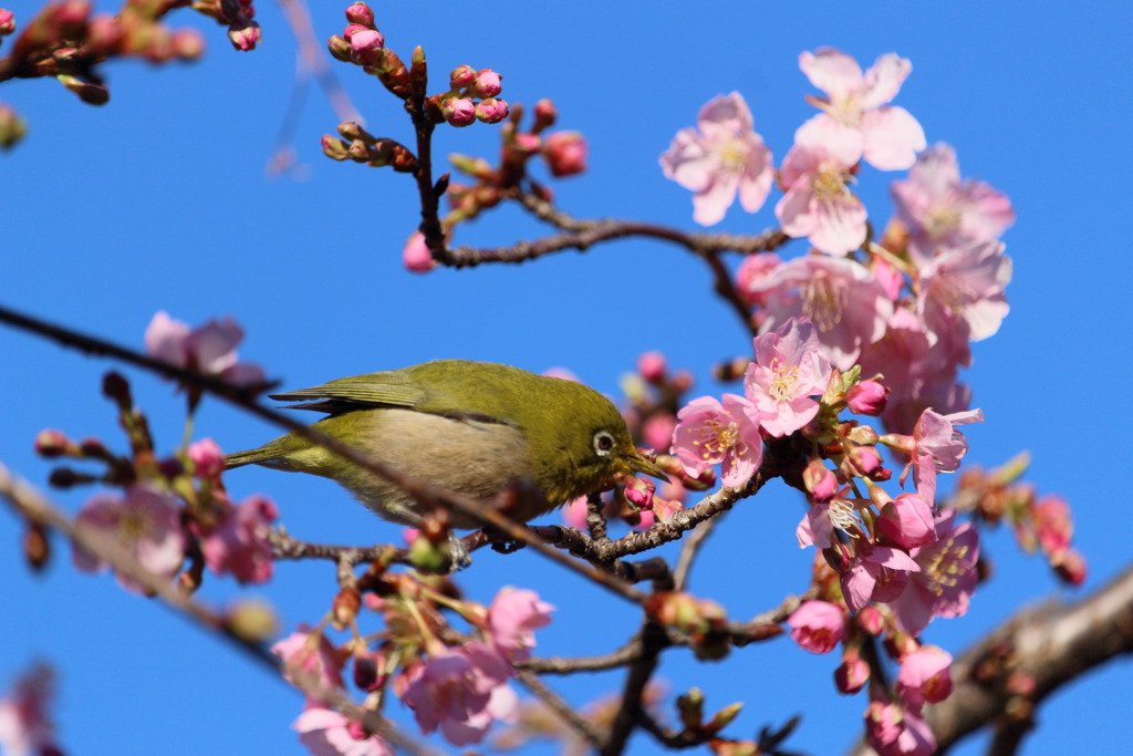 河津桜とメジロ