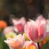 チューリップ