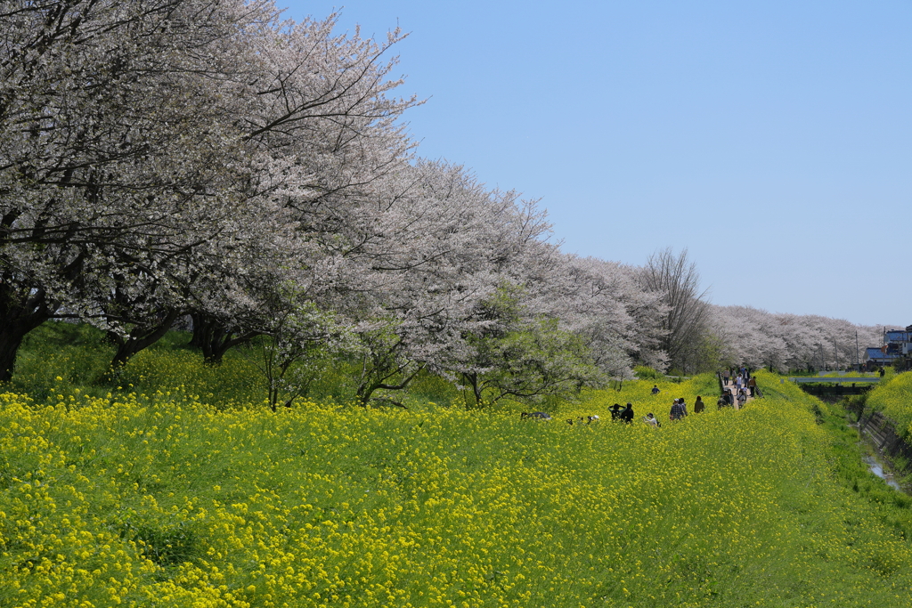 菜の花と桜並木