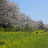 菜の花と桜並木