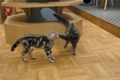 猫パンチ！