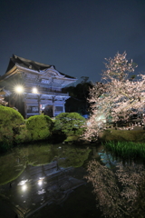 夜桜と山門