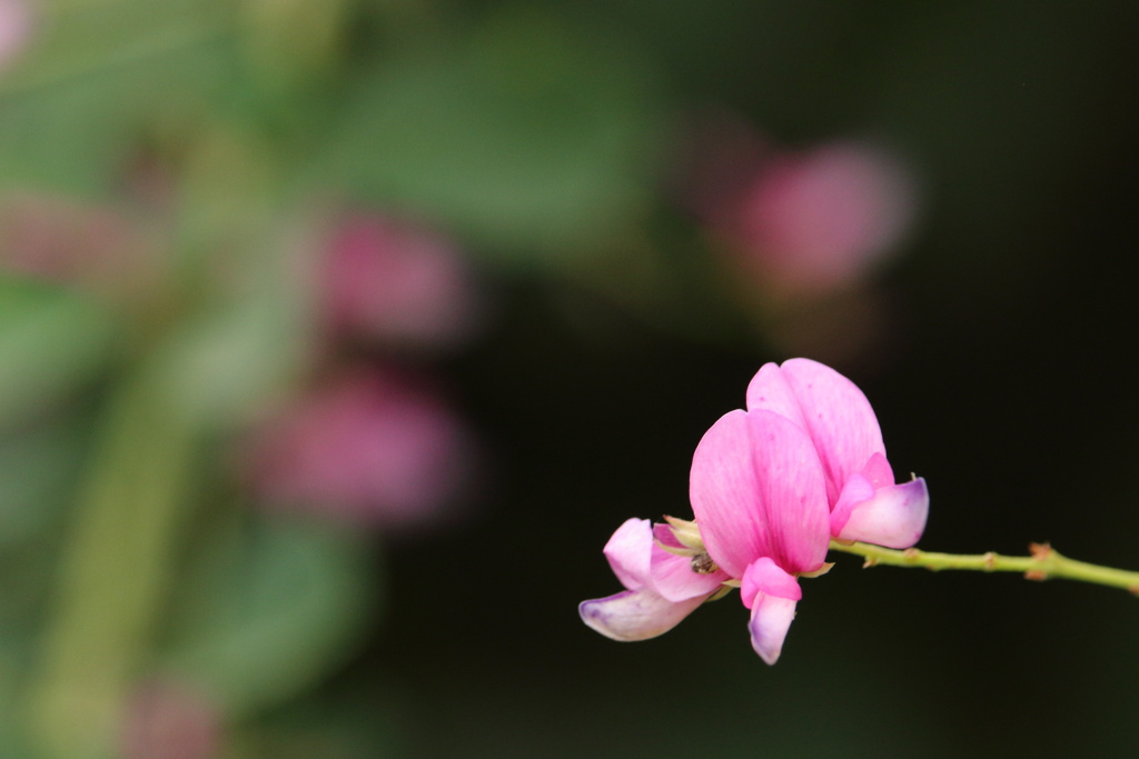 萩の花