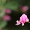 萩の花