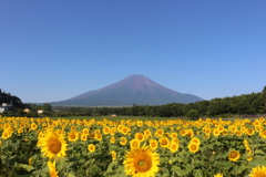 向日葵と富士山