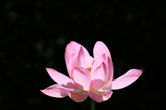 蓮花