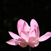 蓮花