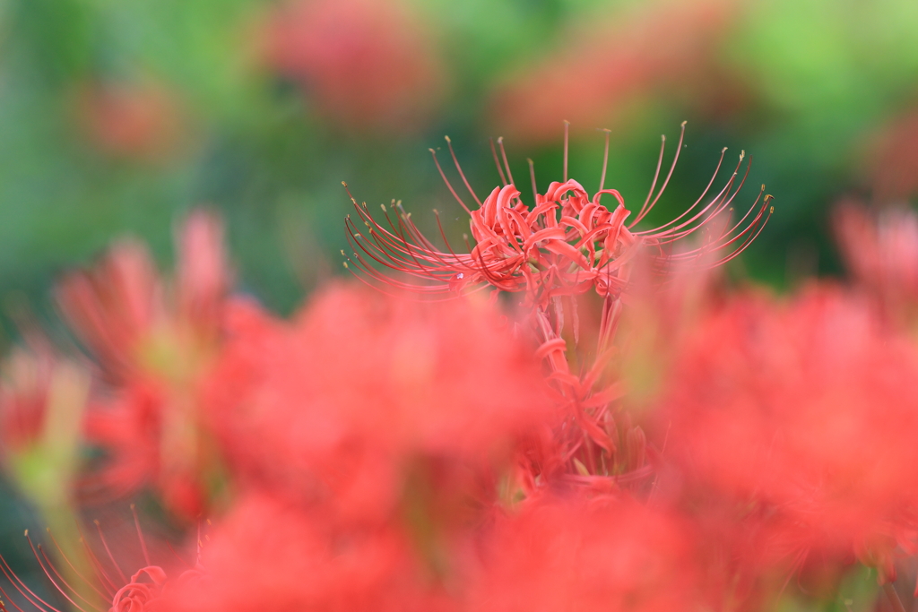 初秋の紅