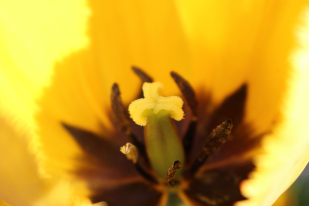 黄色いチューリップの芯