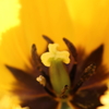 黄色いチューリップの芯
