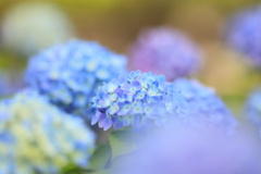紫陽花