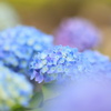 紫陽花