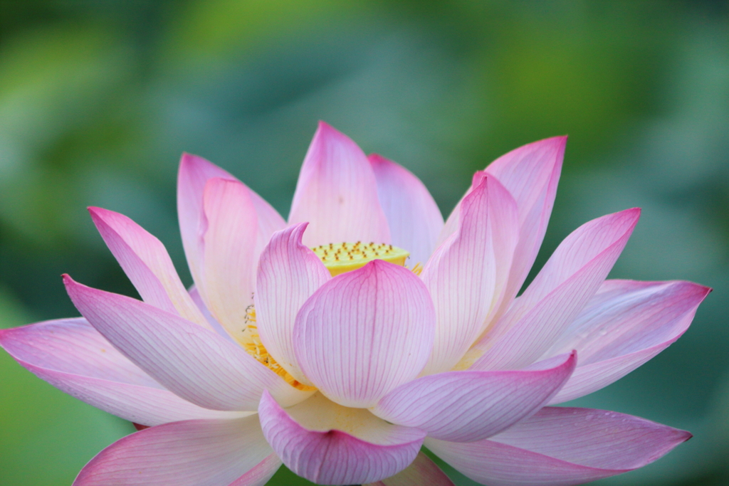 蓮の花①