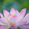 蓮の花①