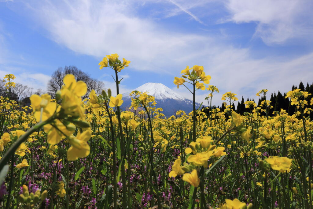 菜の花畑の向こうに