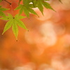 もみじ