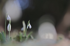 スノードロップ‐２