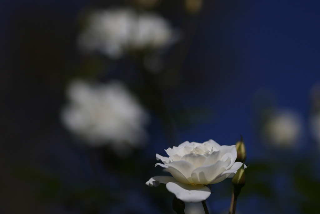 秋の白薔薇-1