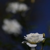 秋の白薔薇-1