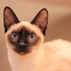 Blue Eyes
