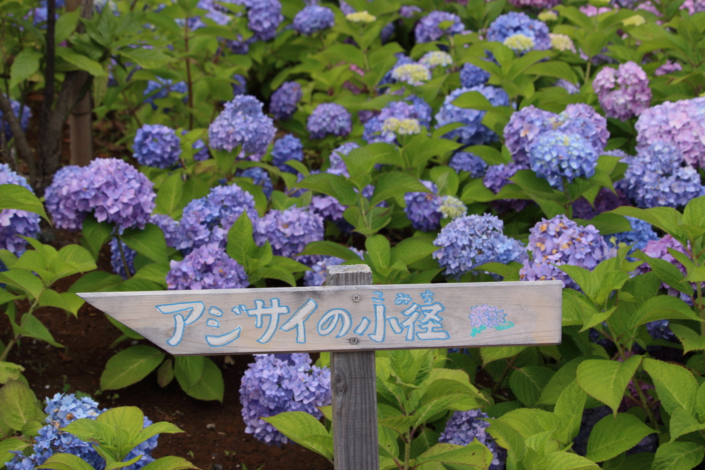 アジサイの小径