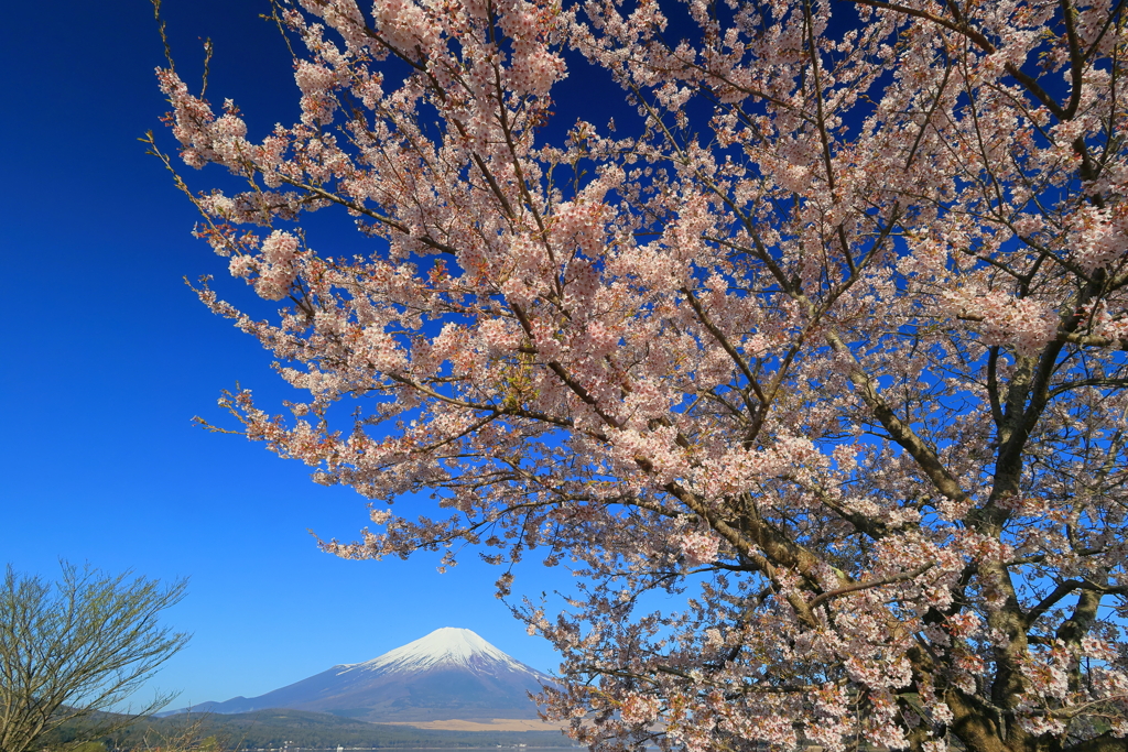 桜と富士山
