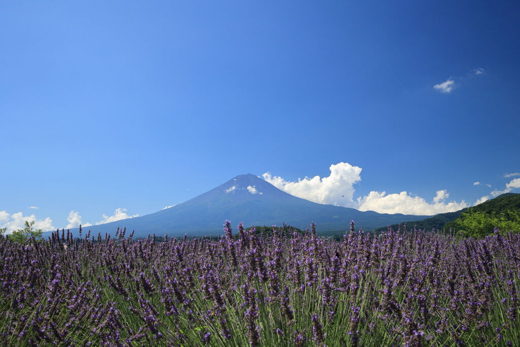 富士山を背にしたラベンダー