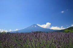 富士山を背にしたラベンダー