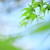 青紅葉