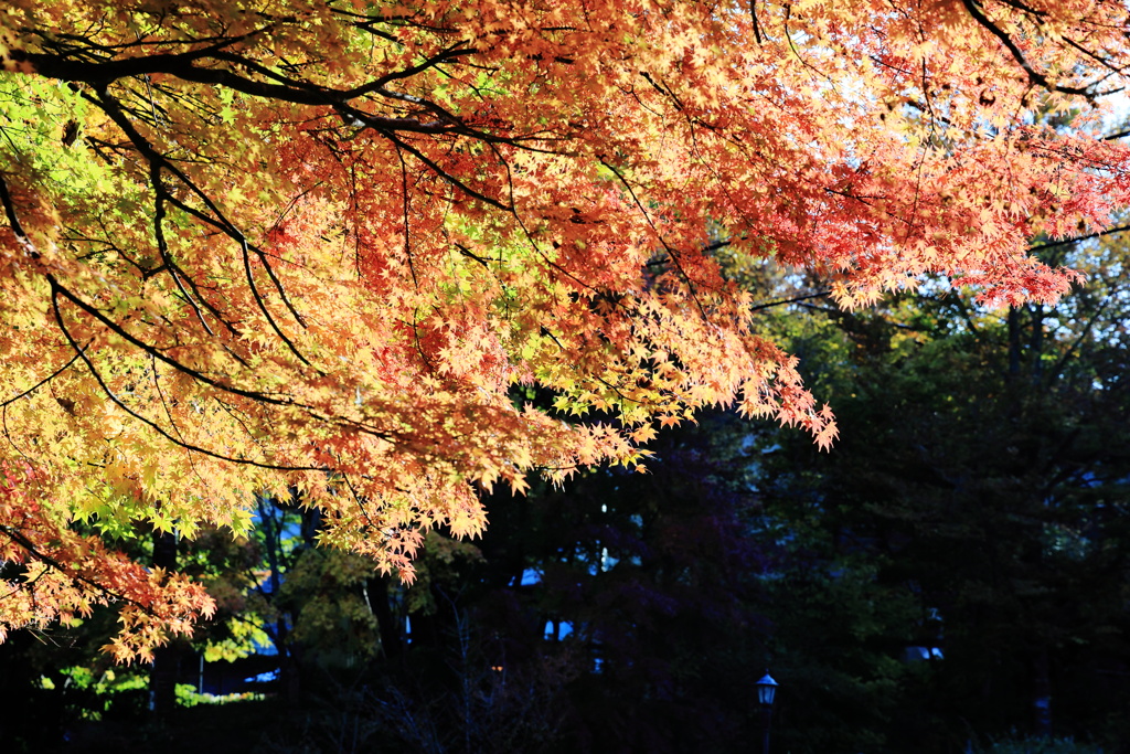 錦秋の輝き