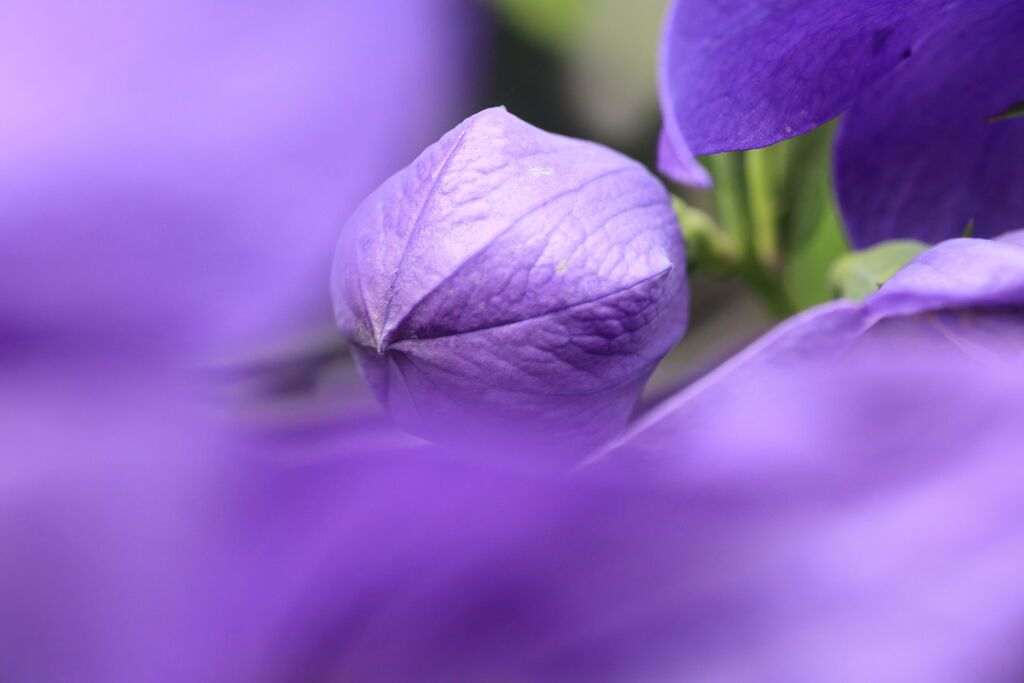 Balloon flower