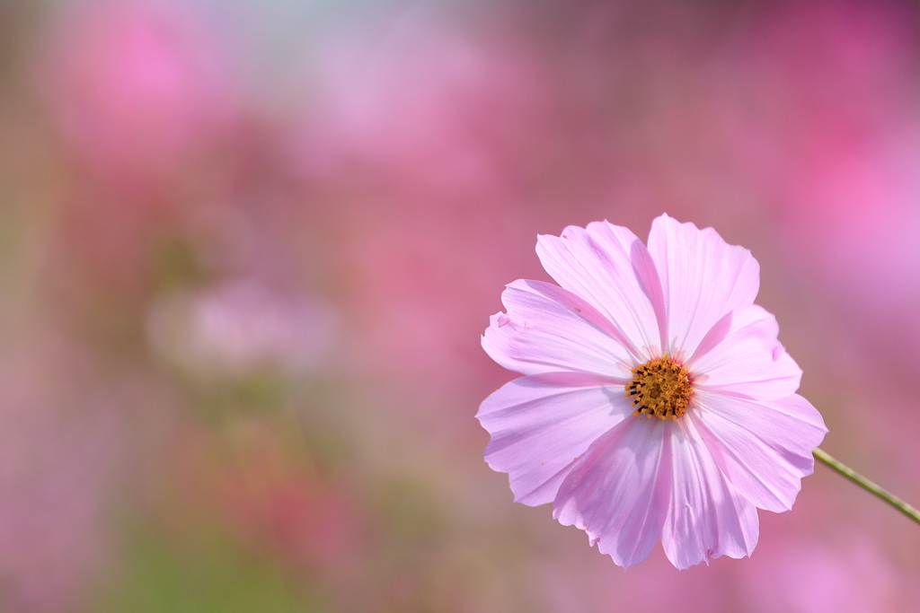 秋桜