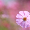 秋桜