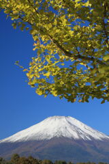 富士山とイチョウ