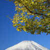 富士山とイチョウ