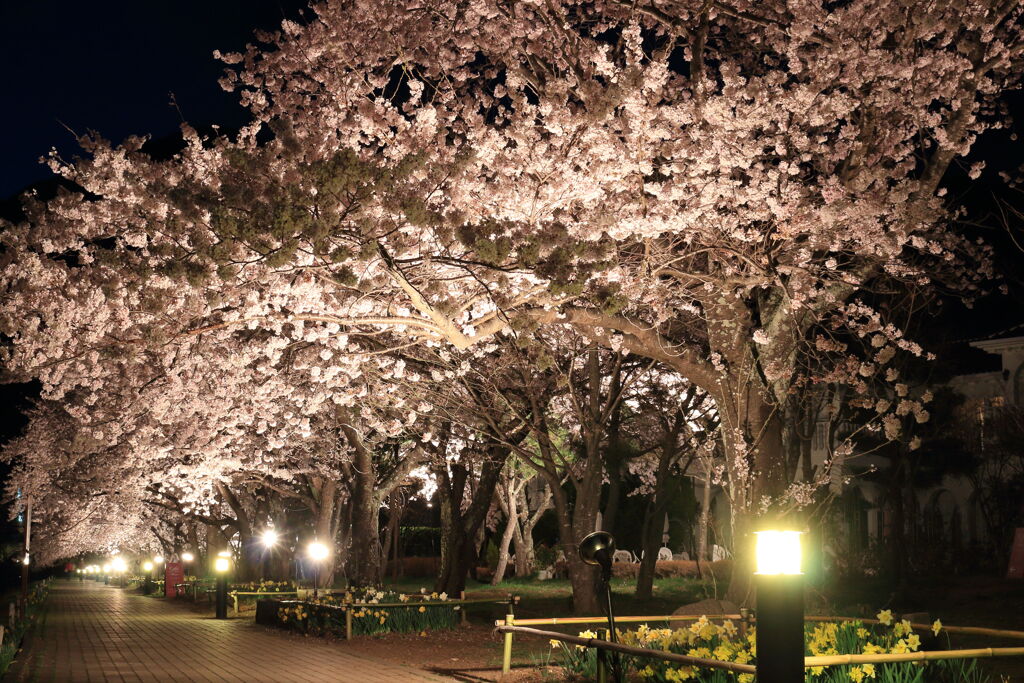 夜桜