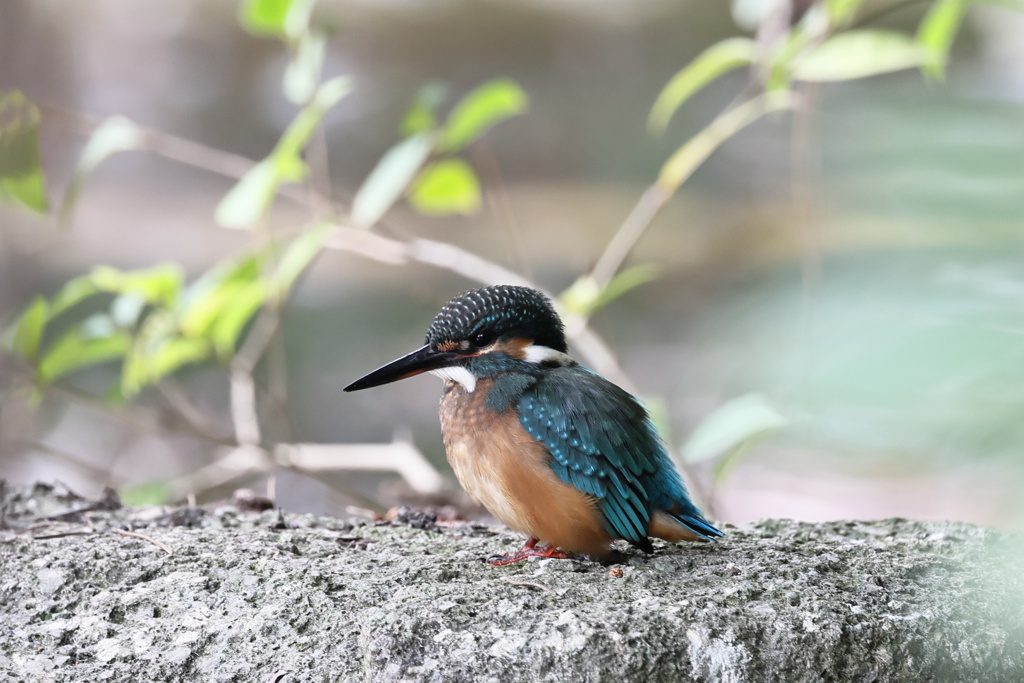カワセミさん