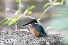 カワセミさん