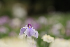 花菖蒲