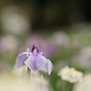 花菖蒲