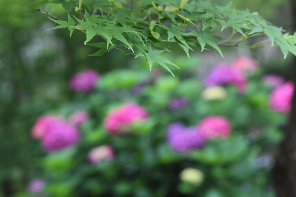 青紅葉と紫陽花