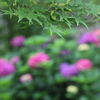青紅葉と紫陽花