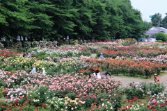 花園